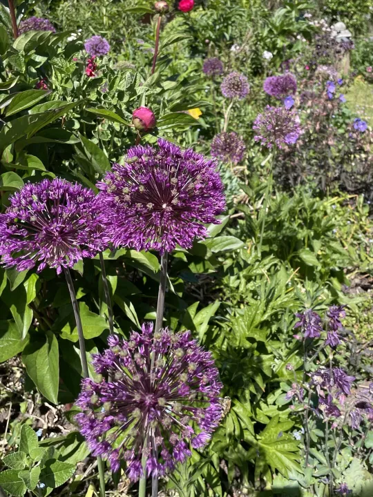 Open garden