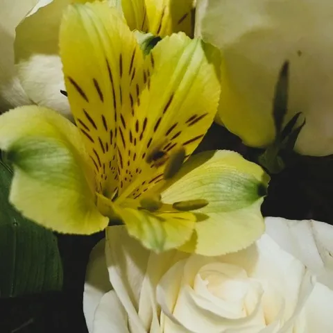 Iris & Rose