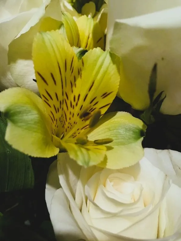 Iris & Rose