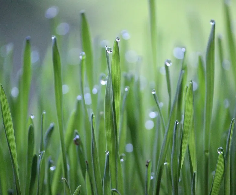 Wheat grass, grass, green, cultivation, agriculture, wheat, growth, rural, crops, nature, green, agriculture, agriculture, agriculture, agriculture, agriculture, wheat, wheat, wheat, growth, growth