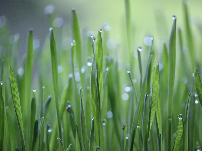 Wheat grass, grass, green, cultivation, agriculture, wheat, growth, rural, crops, nature, green, agriculture, agriculture, agriculture, agriculture, agriculture, wheat, wheat, wheat, growth, growth