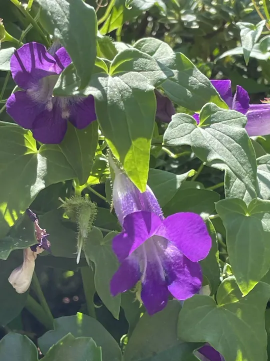 August25 garden