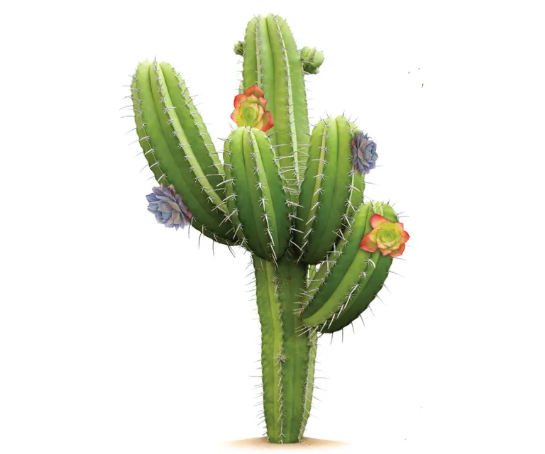 Cactus 4-3