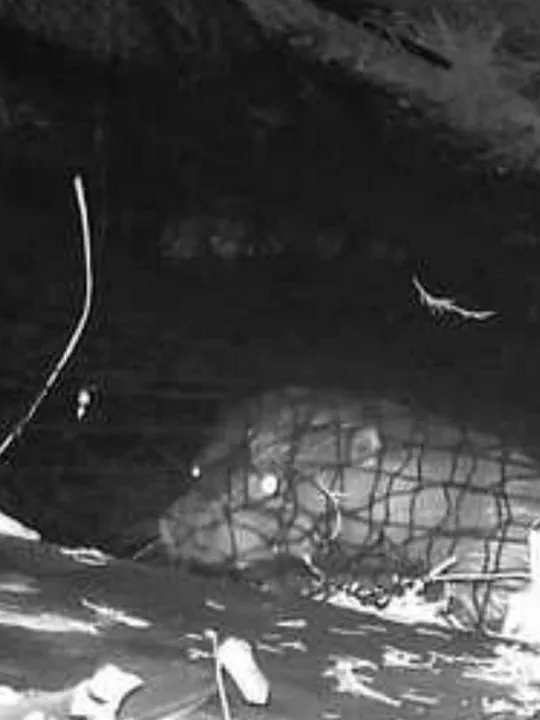 Otter1