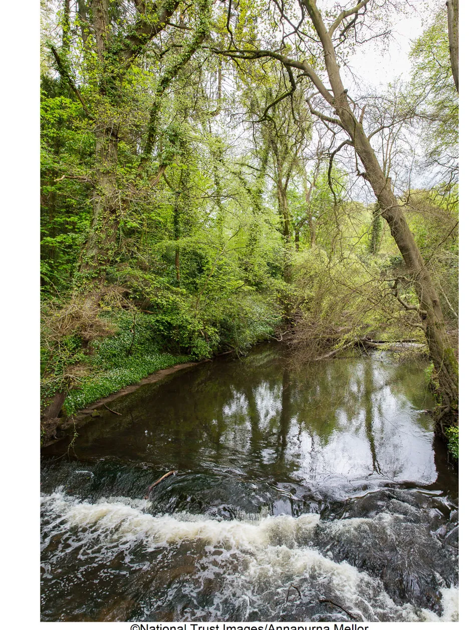 Bollin