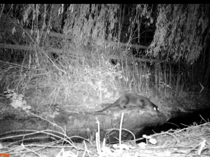 Otter 2015