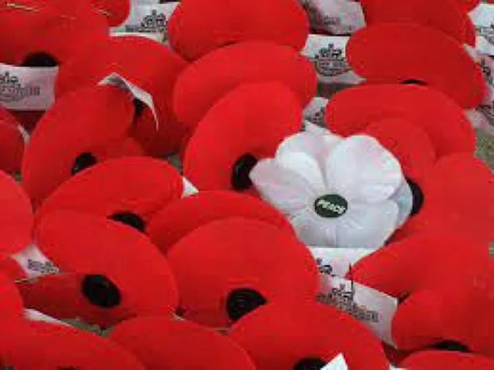 Amc Poppies