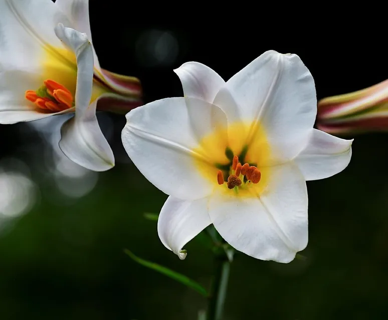 Lilies