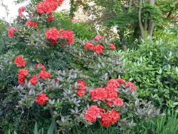 Garden Flowers 23 May 2016-jpg (2)