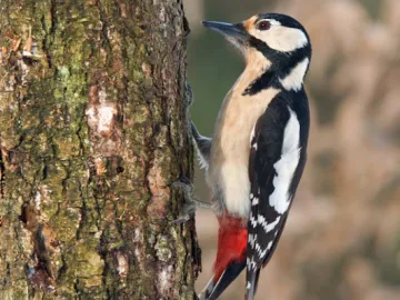 Great Spotted Woodpecker 1 (2)