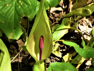 Turnpike field flowers