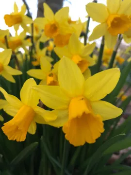 Daffodills