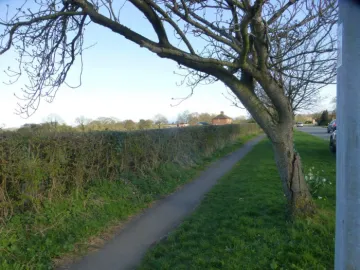 Dangerous tree Tarporley Rd 1
