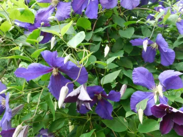 Image: 2019-07-13_14-02-14