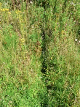 Wildlife in Turnpike