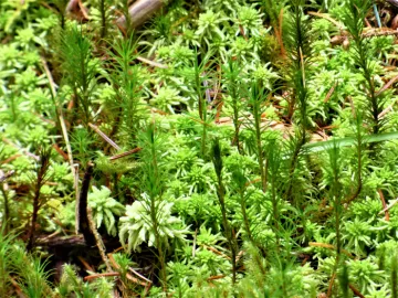 Moss Forest