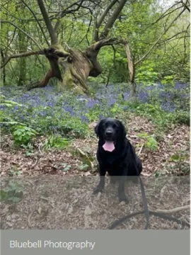 bluebell dog