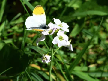 Butterfly and Spring flower