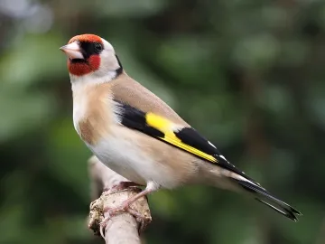Goldfinch 2