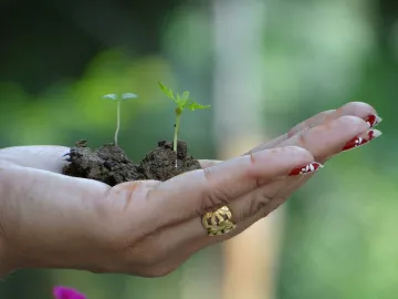 Hand Holding Seedlings