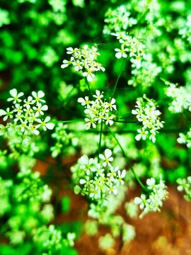 Cowparsley
