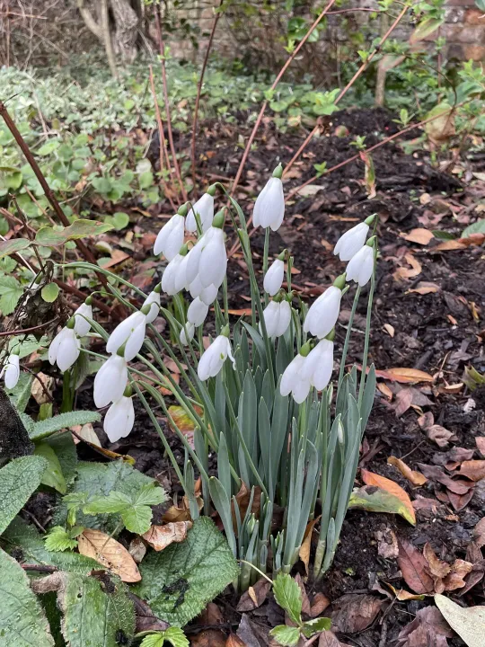 Garden feb 26