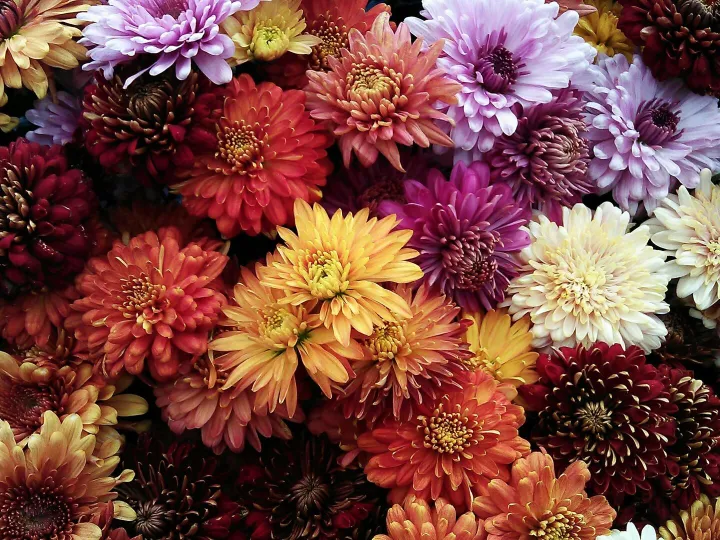 A vivid assortment of chrysanthemum flowers in