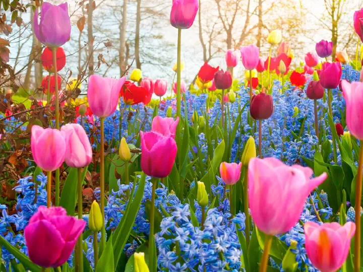 Sonia Flowers