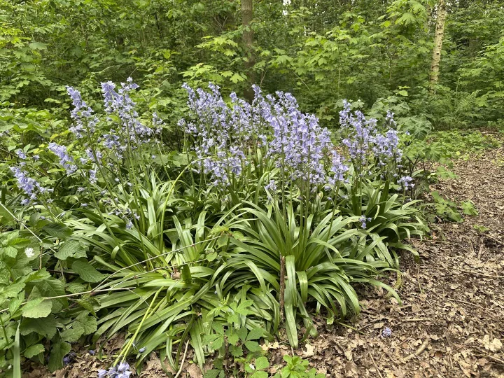 Spanish Bluebells