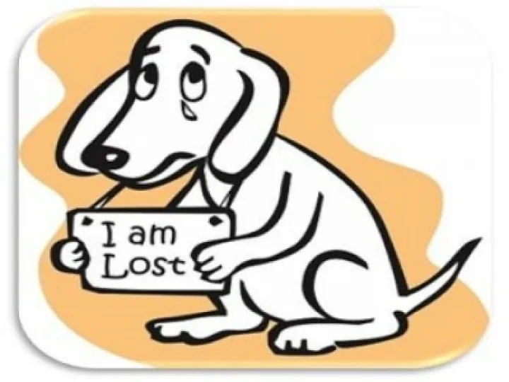Lost Dog 02