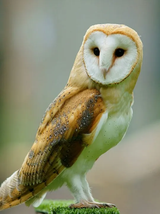Barn Owl