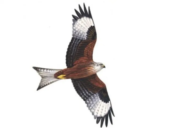 redkite_tcm9-17646