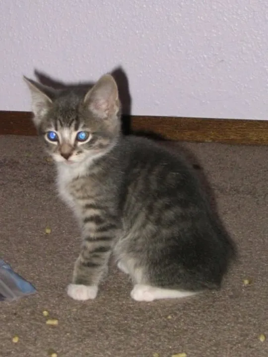 Tabby_kitten