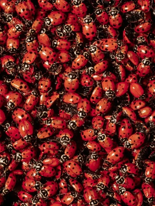 12852086543_704724c544_b