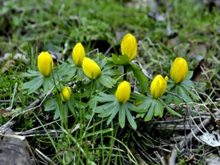 Snakemoor Aconites