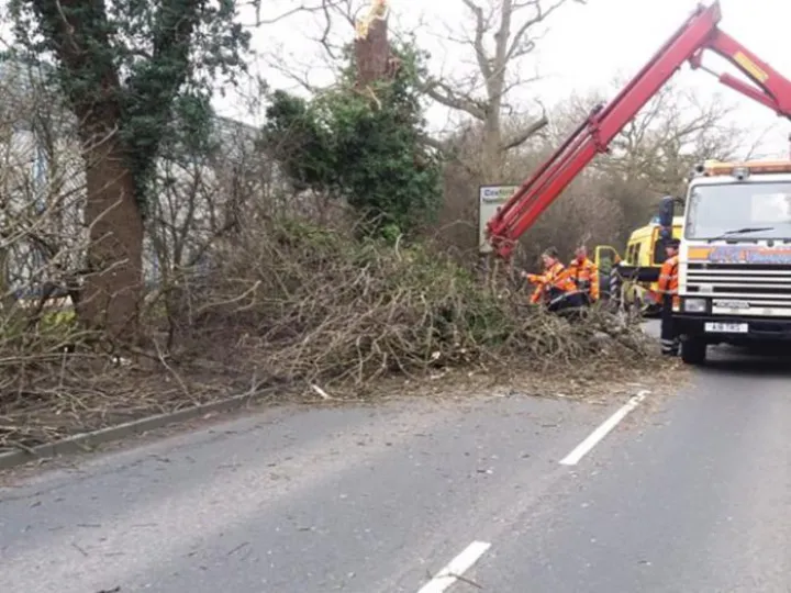 Storm Doris Trees 01