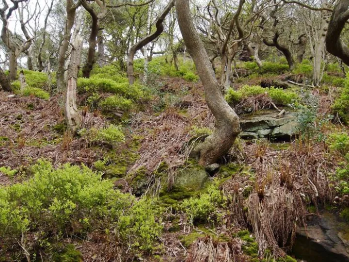 Oakwood on the Peckforton Hills