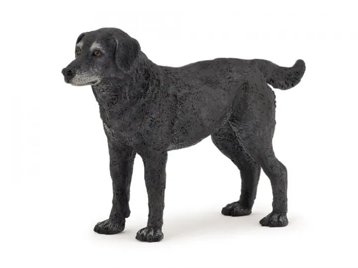 BlackLabrador