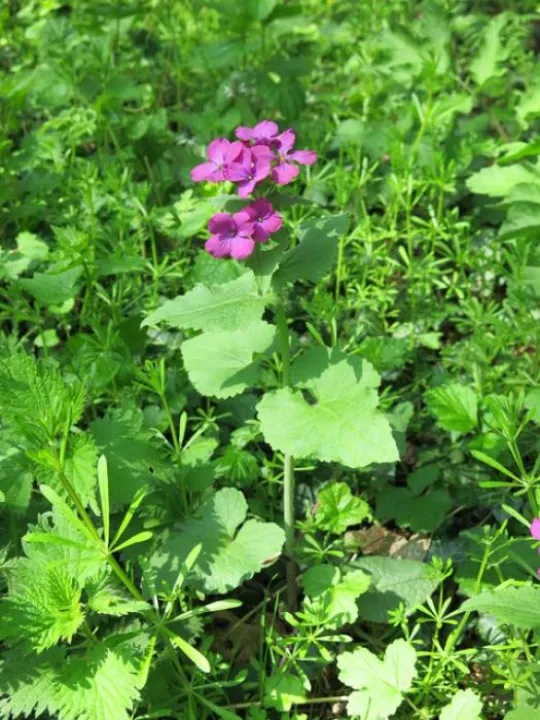 Spring Flowers Img_6927 (1)