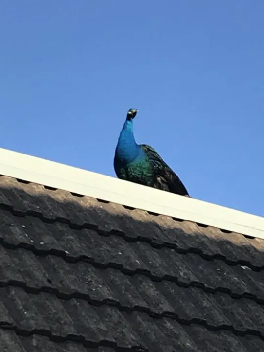 Tarvin Peacock Image2 (3)