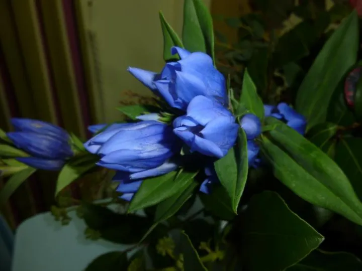 Flower Club Sept 2018 P1030584