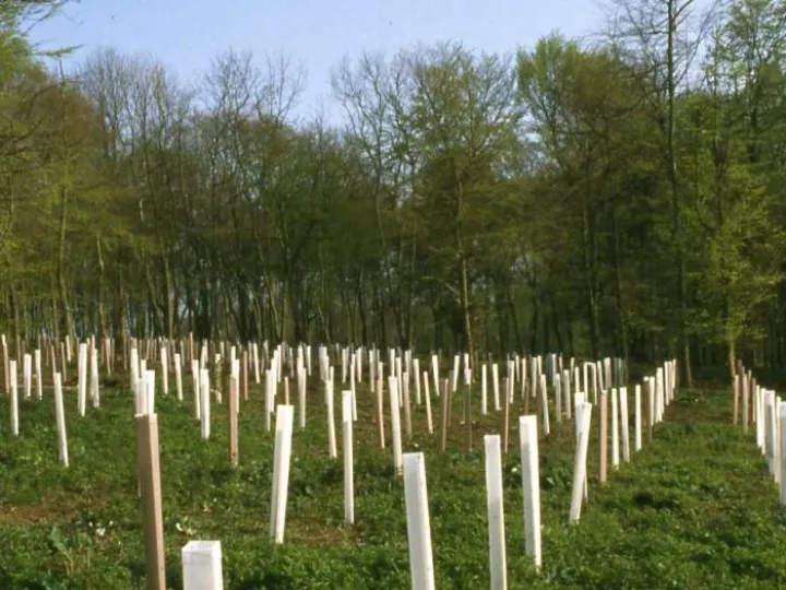 Tree planting &ndash; woodland