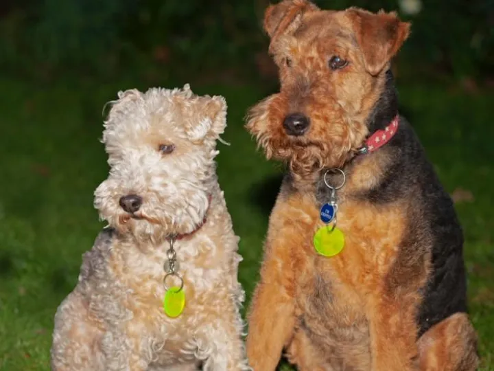 Dog with green tag 3 (1)