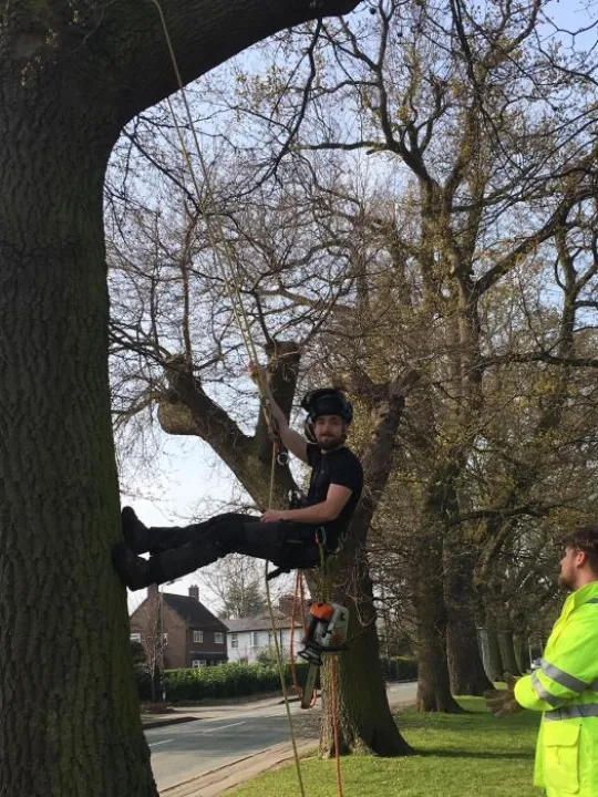 Tree fellilng crop &ndash; Copy