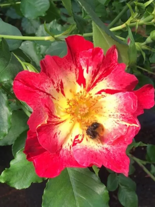 Crazy For You Crazy For You  wekroalt aka Fourth Of July 2