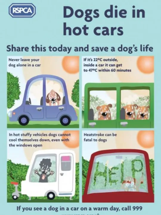 dogs-die-in-hot-cars
