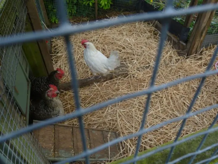 Flower Club June 2019 P1030748