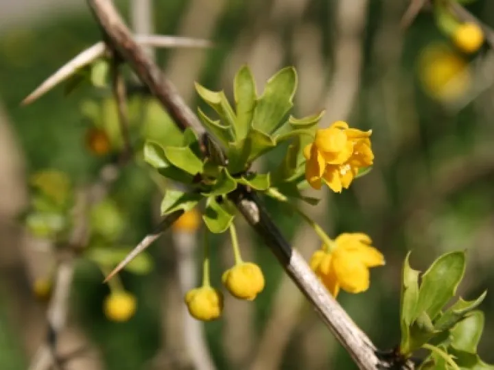 berberis darwinii flowers shrubs