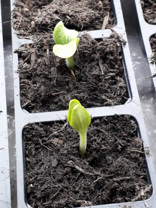 Image: 20200331_105339