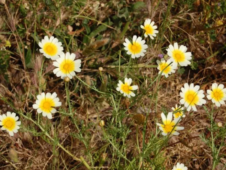 yellow-flowers-M307788